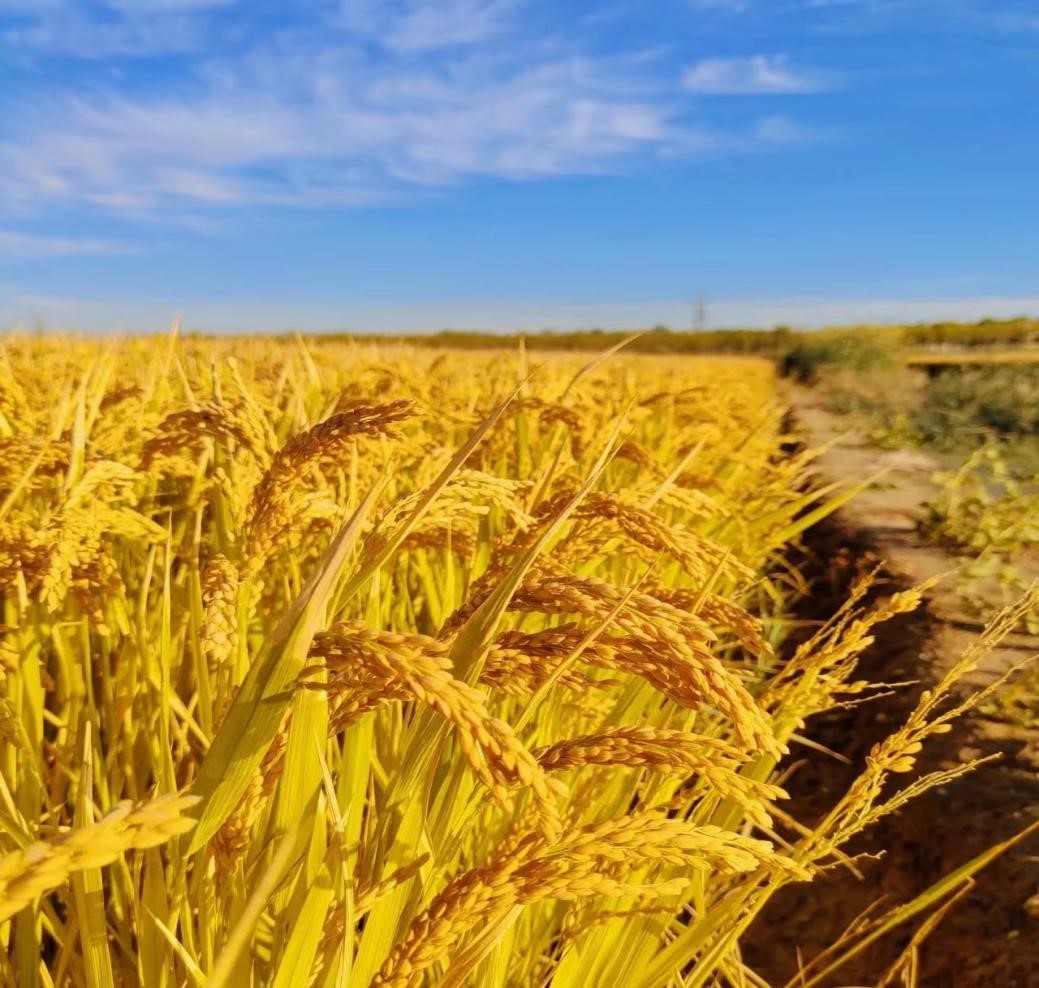 亚洲亚洲人成综合网络